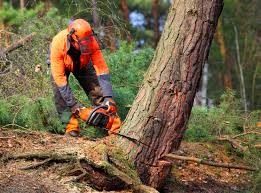 How Our Tree Care Process Works  in  Keller, TX